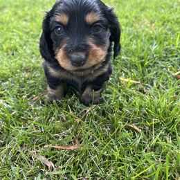 Girl 3 - Black and tan female Dachshund puppy in Stevensville, Montana from LynnHaven Ranch Dachshunds