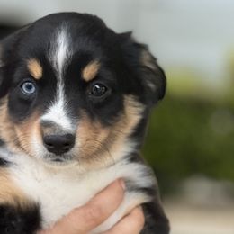 Red - Black Miniature Australian Shepherd puppy in Visalia, California from Furrever.Mini.Aussies.llc