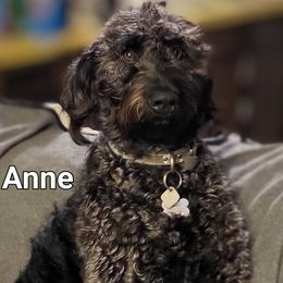 Annie - Labradoodle