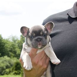 French Bulldogs from Fun Filled Frenchies