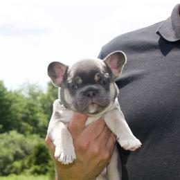 French Bulldogs from Fun Filled Frenchies