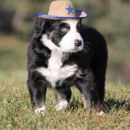 Australian Shepherd Puppies from Frantzick Farm Aussies