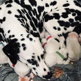 Dalmatians from Sarena Martinez