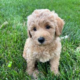 Captain - Apricot male Goldendoodle puppy in Red Oak, Iowa from Fisher Pups-Stay Golden with a Doodle