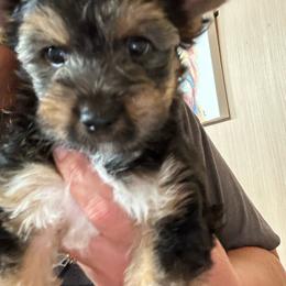 Boy 2 (1500) - Chocolate, tan and white male Yorkshire Terrier puppy in Douglas, Georgia from Southern Georgia Yorkies and biewers