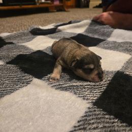 Mavie - Salt and pepper female Miniature Schnauzer puppy in Dozier, Alabama from The Bearded Lady Miniature Schnauzers