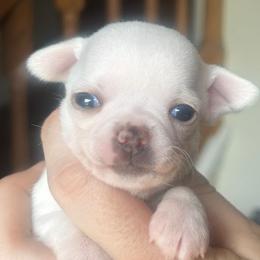 Trixie (was Faith) - Merle female Chihuahua puppy in New Castle, Delaware from Sasha’s Elite Kennel LLC