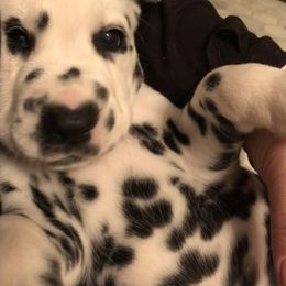 Dalmatian Puppies from Revere Dalmatians