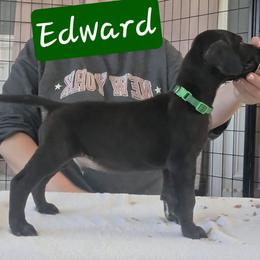 Edward - Black male Great Dane puppy in Longview, Texas from Lazy A Danes