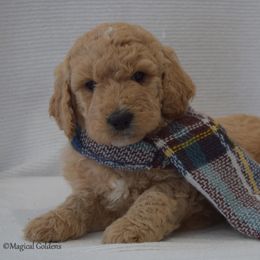 Goldendoodle and Golden Retriever Puppies from Magical Goldens