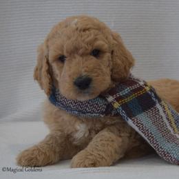 Goldendoodle and Golden Retriever Puppies from Magical Goldens