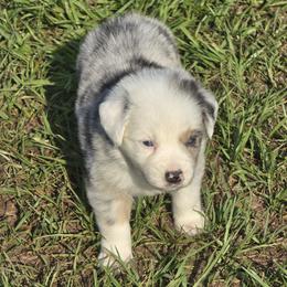 Girl 1 - Blue merle female Australian Shepherd puppy in Lakeland, Florida from Diamond P Australian Shepherds