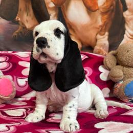 Petey - Black and white male Basset Hound puppy in Pilot Mtn, North Carolina from Lowdown Love Basset Hounds