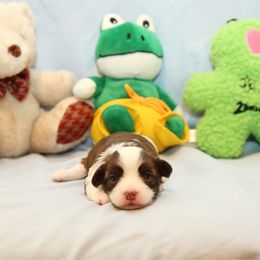 AKC Female 1 - Chocolate female Havanese puppy in South Carolina from Premier Havanese Dogs