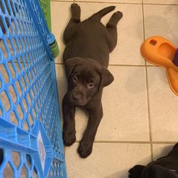 Labrador Retriever Puppies from Viklan Labradors