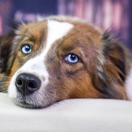 MARSHMALLOW - Toy Australian Shepherd