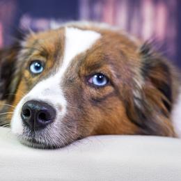 MARSHMALLOW - Toy Australian Shepherd
