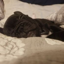 French Bulldog Puppies from Bells Frenchies