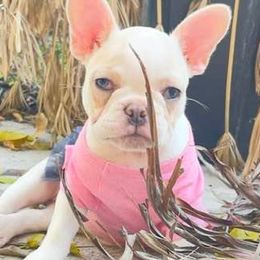 French Bulldogs from River House Frenchies