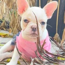 French Bulldogs from River House Frenchies