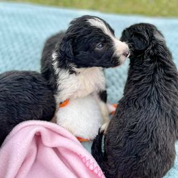 Aussiedoodle and Bordoodle Puppies from Dood B Ranch Doodles