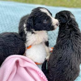 Aussiedoodle and Bordoodle Puppies from Dood B Ranch Doodles