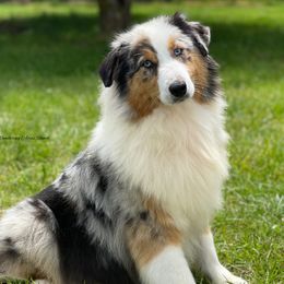 Blue - Australian Shepherd