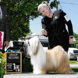 Tibetan Terriers from Halo Tibetan Terriers