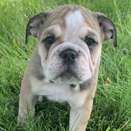 Bulldogs from Bulldogs of Denver