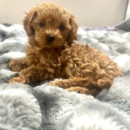 Lola - Red  female Poodle puppy in Hephzibah ( Richmond County ), Georgia from Healing Pawz LLC
