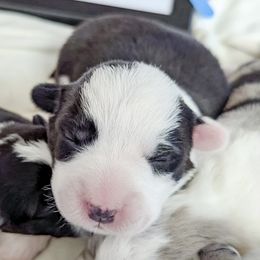 Cardigan Welsh Corgi Puppies from Smoky Tails Corgis