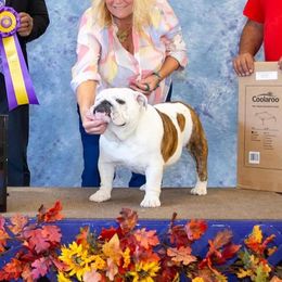Bulldog All Grown Up from TnTsBulldogs