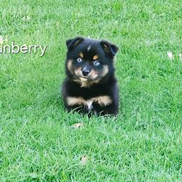 Cranberry - Black tri male Miniature Australian Shepherd puppy in Owensboro, Kentucky from JnT's Bluegrass Mini Aussies