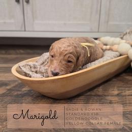Yellow - Apricot female Goldendoodle puppy in West Chester, Ohio from Doodles of West Chester