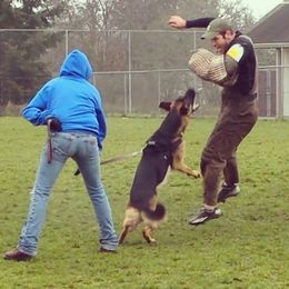 Forrest  - German Shepherd