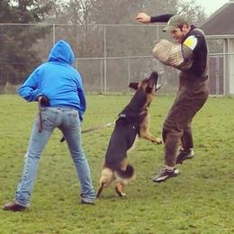 Forrest  - German Shepherd