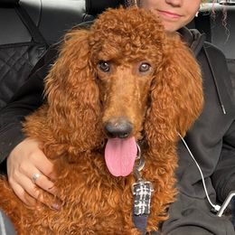 Demi - Poodle