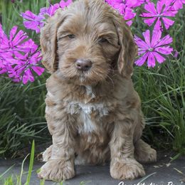 Australian Labradoodle Puppies from Skyedoodles Labradoodles