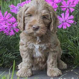 Australian Labradoodle Puppies from Skyedoodles Labradoodles