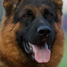 German Shepherds from Haus Vinzant Kennel