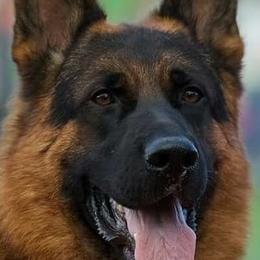 German Shepherds from Haus Vinzant Kennel
