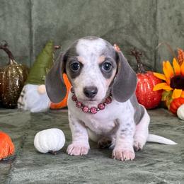Blue Bonnet - Gray (blue) and cream female Dachshund puppy in Lincoln, Arkansas from Red Dirt Dachshunds