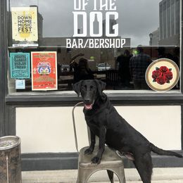 Labrador Retriever All Grown Up from Prairie State Labs