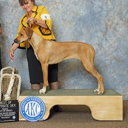 Nova - Rhodesian Ridgeback