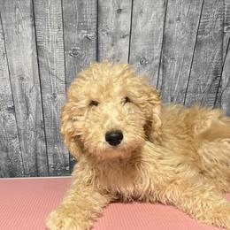 Cream collar - Goldendoodle puppy in Oklahoma from Helios Doodles