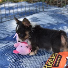 American Corgi, Cane Corso, Pembroke Welsh Corgi, and Rhodesian Ridgeback Puppies from Diamondcrest Inc