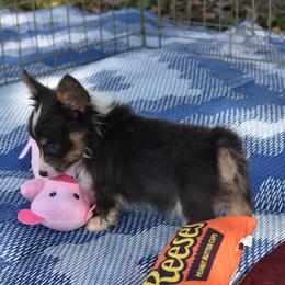 American Corgi, Cane Corso, Pembroke Welsh Corgi, and Rhodesian Ridgeback Puppies from Diamondcrest Inc