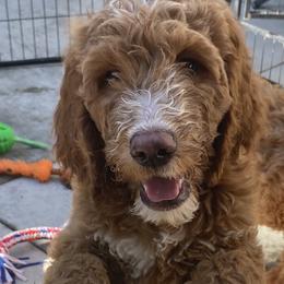 Goldendoodle Puppies from Dhalia’s Doodles