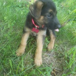 Hera.  Pink - Black and red German Shepherd puppy in Mccool Junction, Nebraska from Sininger Lagoon