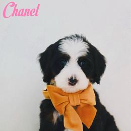 Chanel - Tri-color female Bernedoodle puppy in Diamond Bar, California from Furrytaildoodles